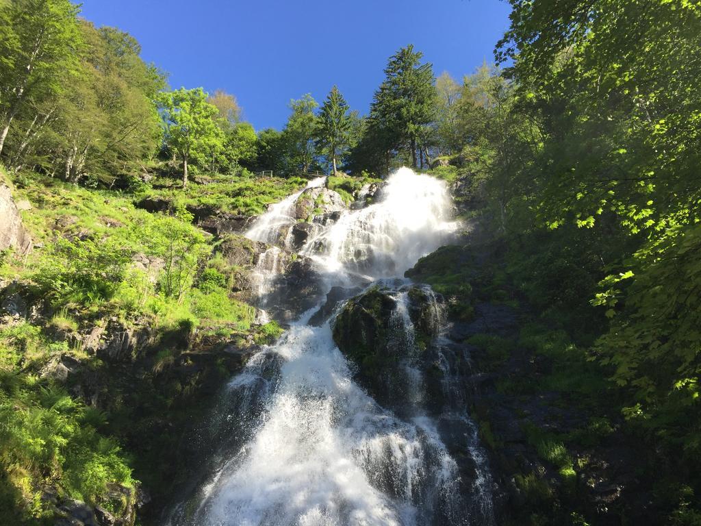 Pension Gloecklehof Todtnauberg Buitenkant foto
